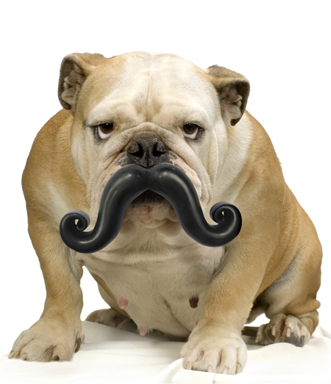 Humunga Stache dog toy